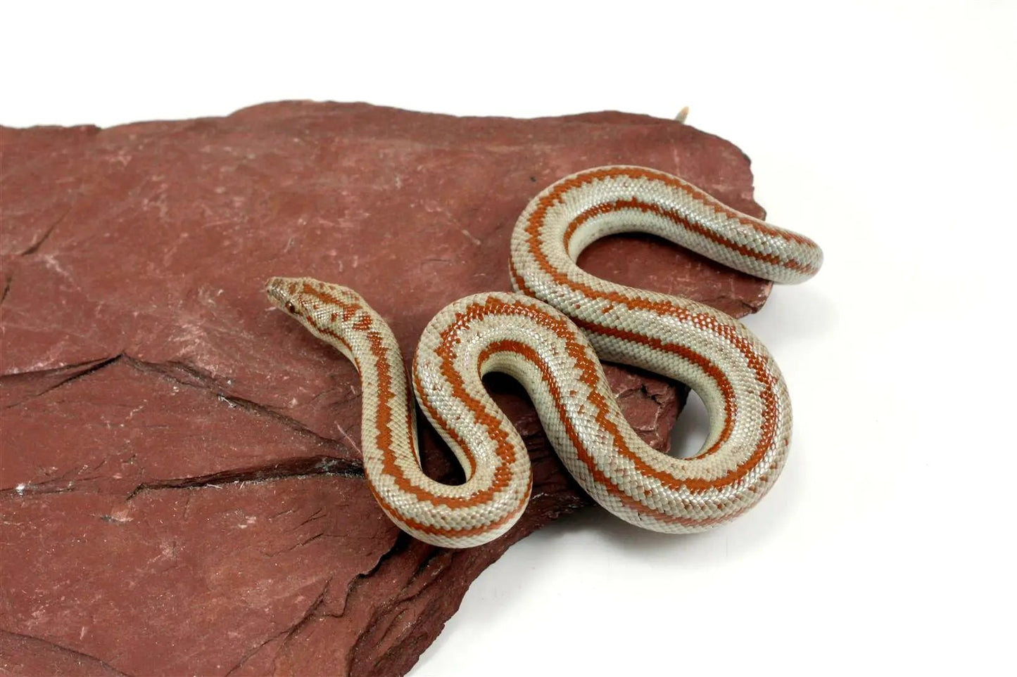 Long Canyon Rosy Boa All Reptiles
