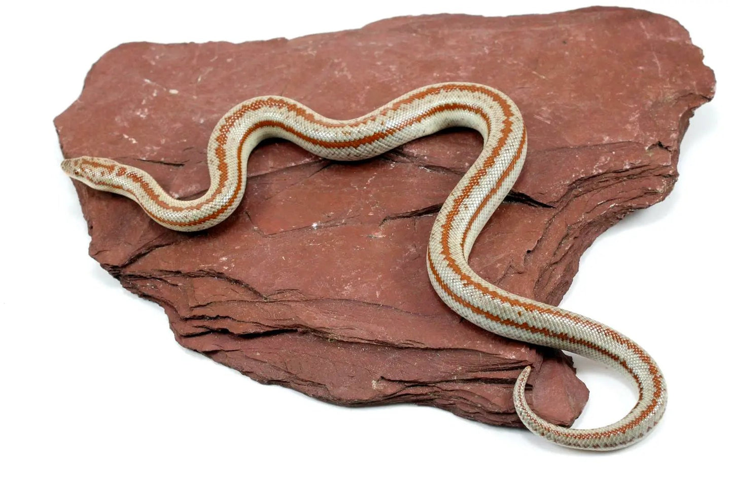 Long Canyon Rosy Boa All Reptiles