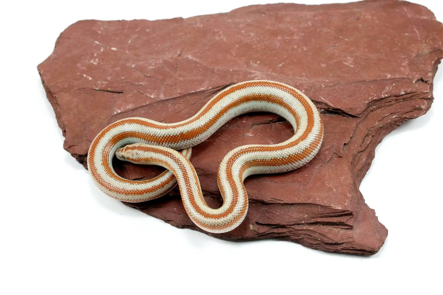 Mid Baja Rosy Boa All Reptiles