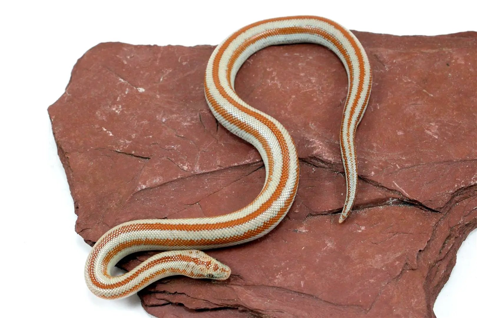 Mid Baja Rosy Boa All Reptiles