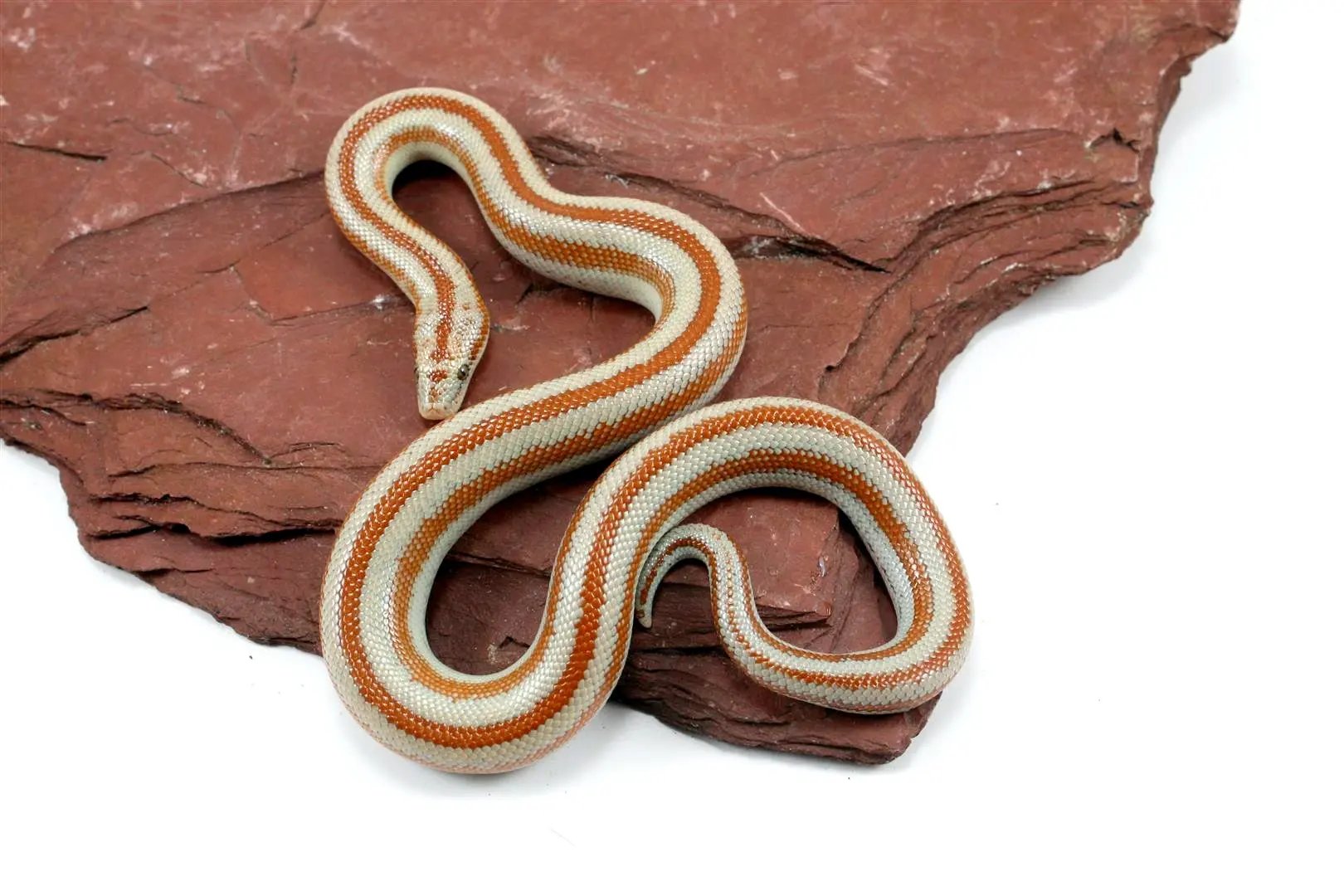 Mid Baja Rosy Boa All Reptiles