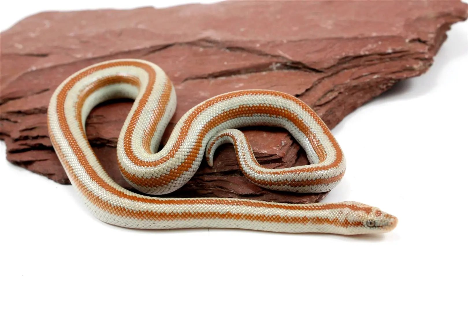 Mid Baja Rosy Boa All Reptiles