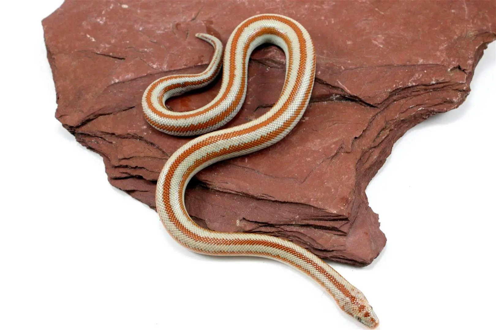 Mid Baja Rosy Boa All Reptiles