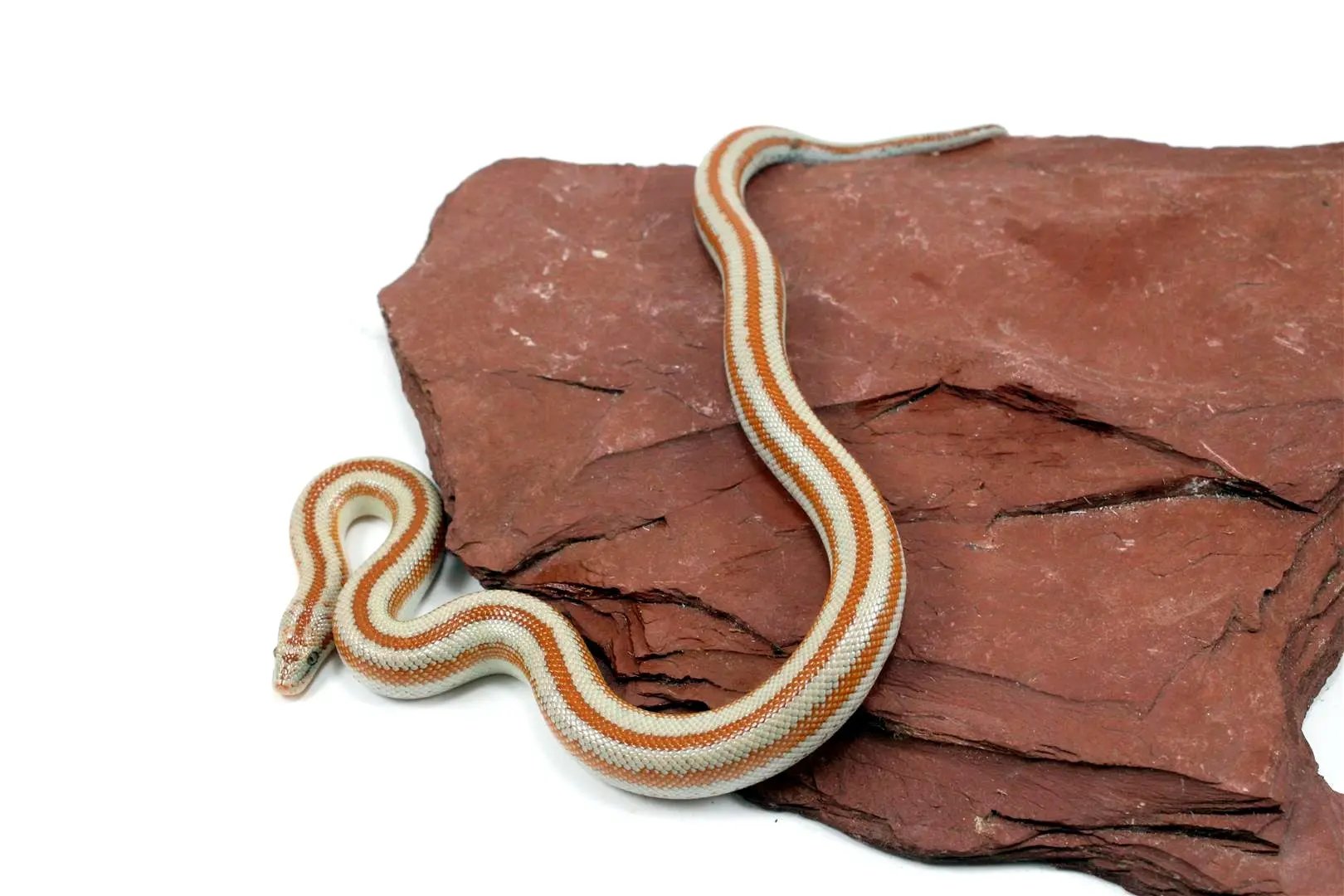 Mid Baja Rosy Boa All Reptiles
