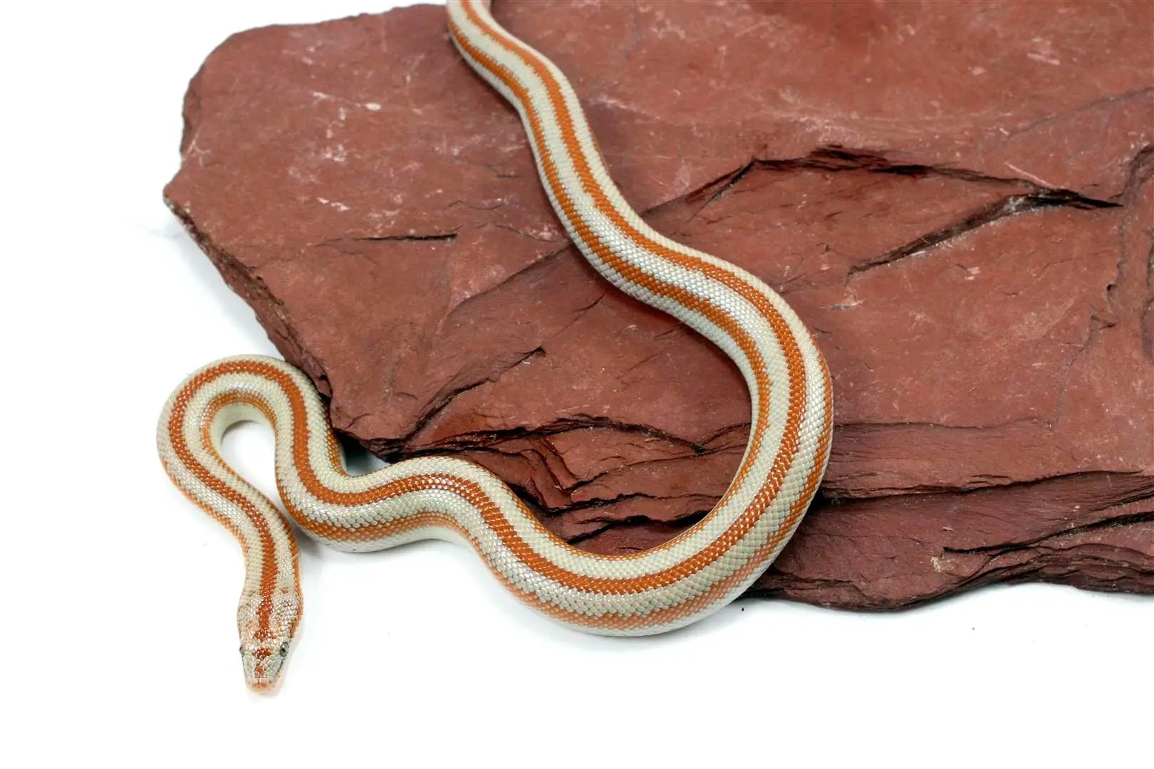 Mid Baja Rosy Boa All Reptiles