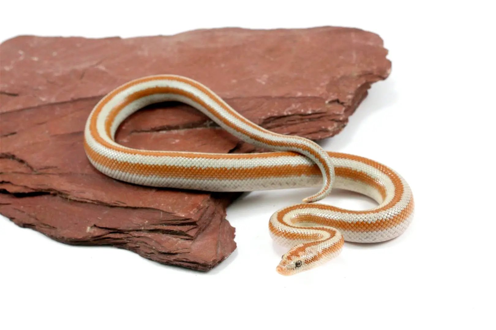 Mid Baja Rosy Boa All Reptiles