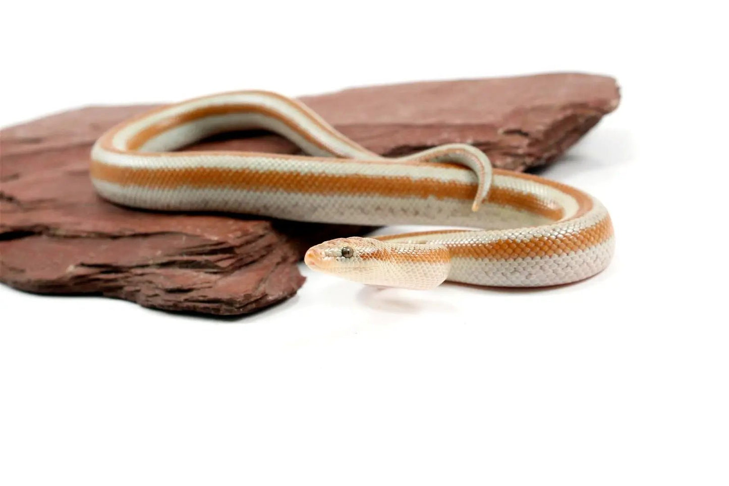 Mid Baja Rosy Boa All Reptiles