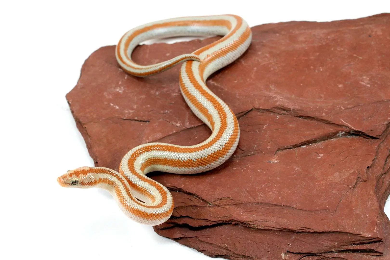 Mid Baja Rosy Boa All Reptiles