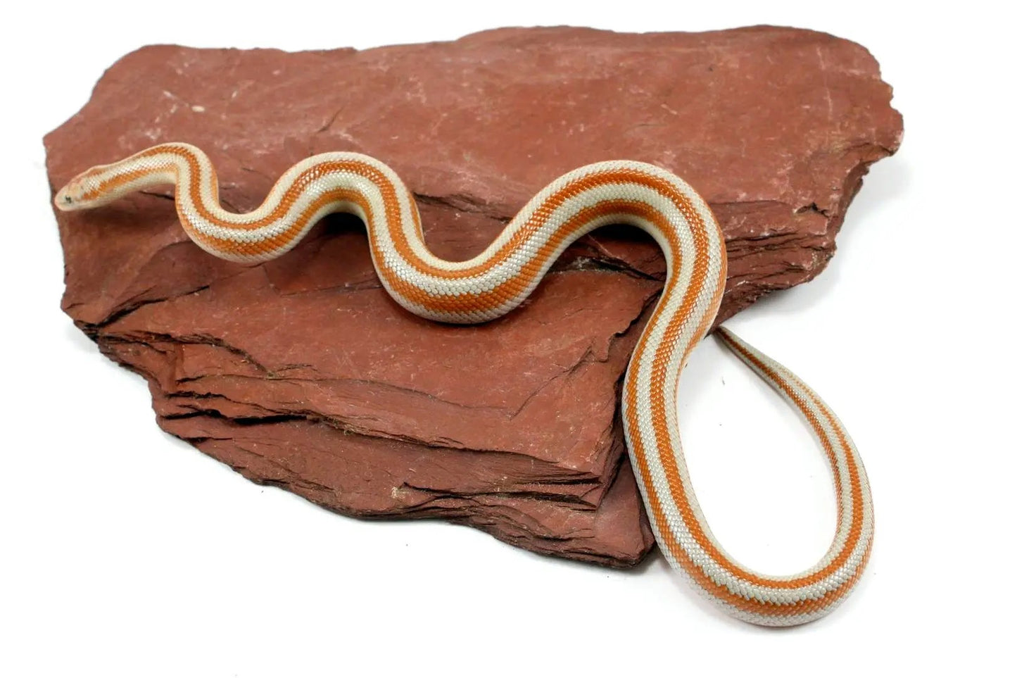 Mid Baja Rosy Boa All Reptiles