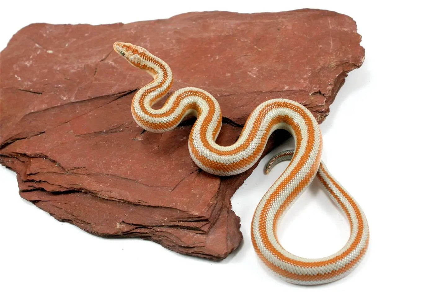Mid Baja Rosy Boa All Reptiles