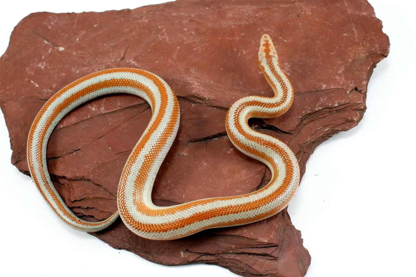 Mid Baja Rosy Boa All Reptiles