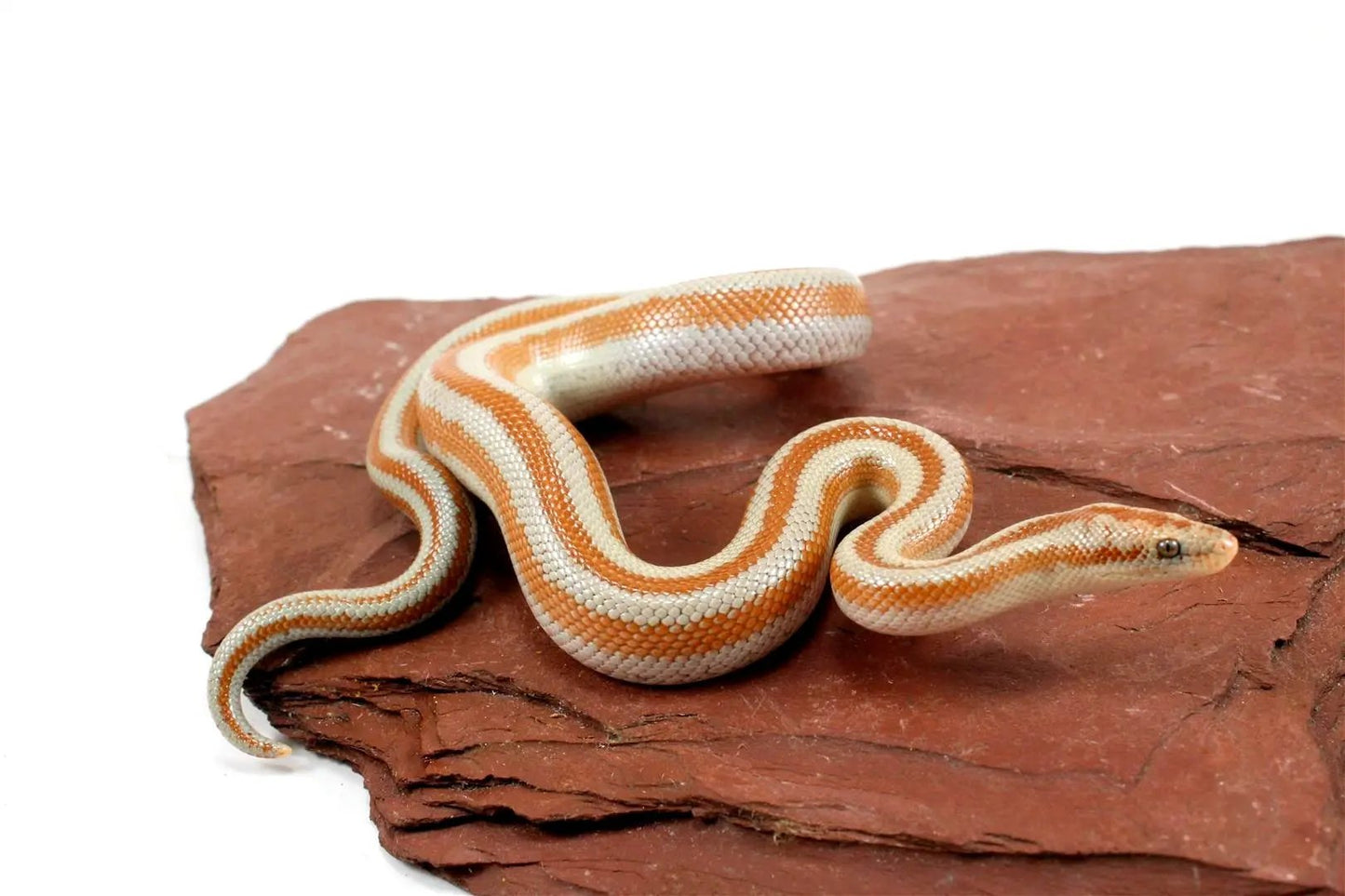Mid Baja Rosy Boa All Reptiles