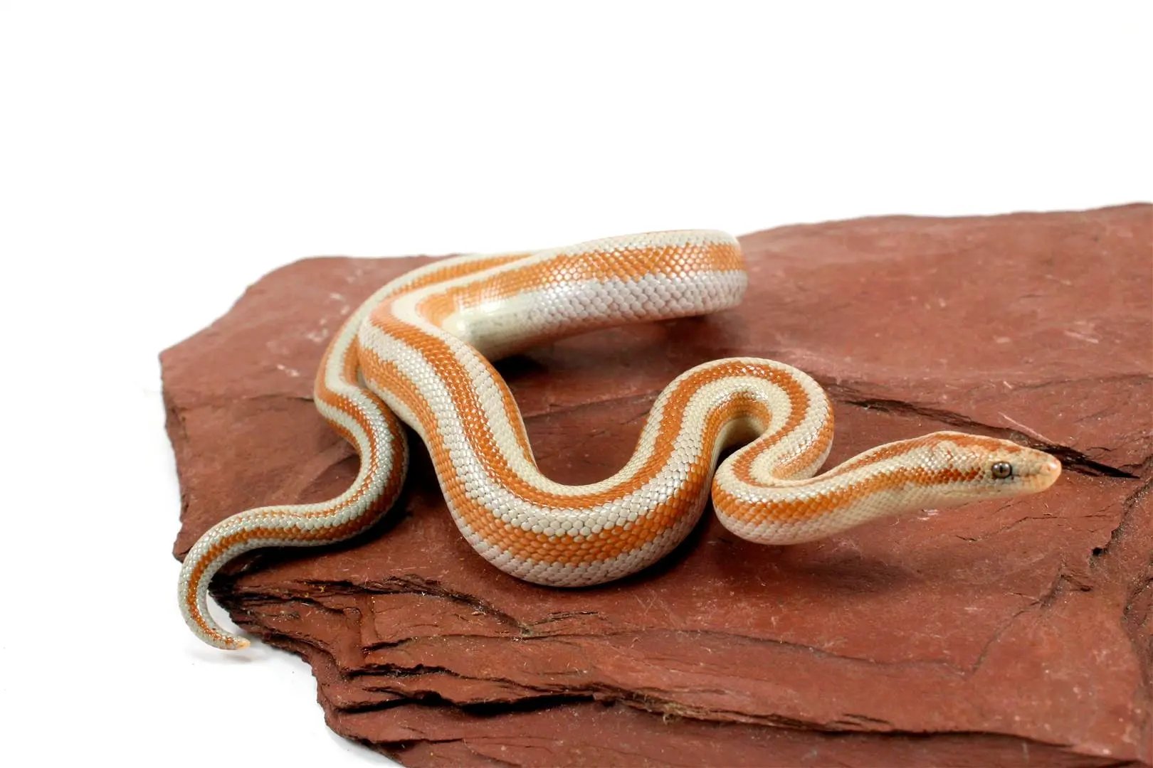 Mid Baja Rosy Boa All Reptiles