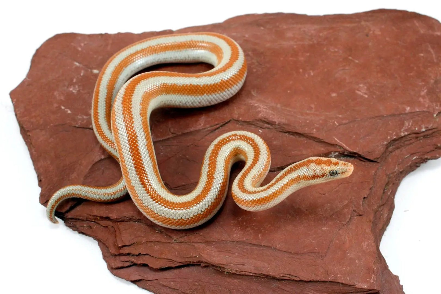 Mid Baja Rosy Boa All Reptiles