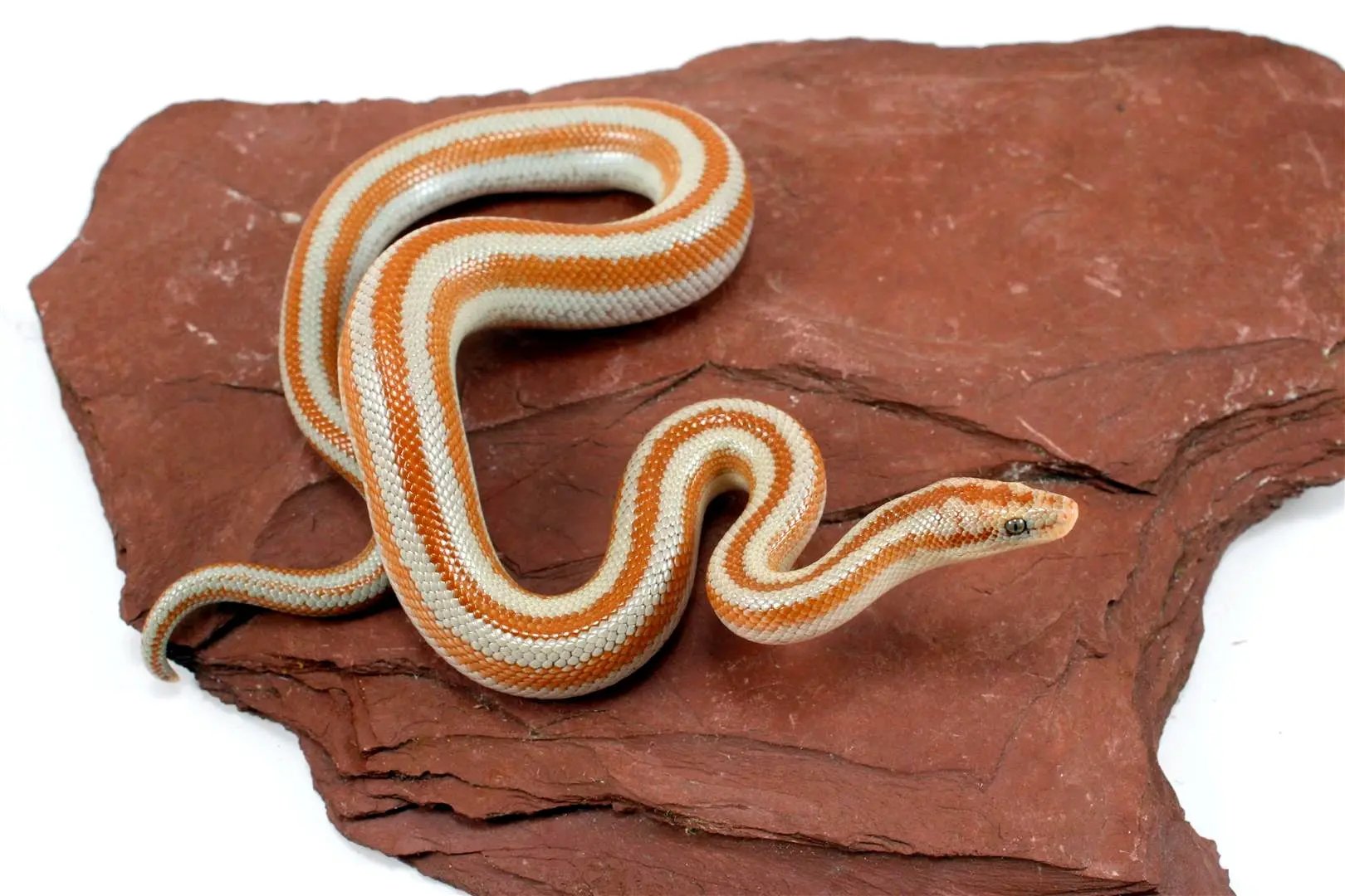 Mid Baja Rosy Boa All Reptiles