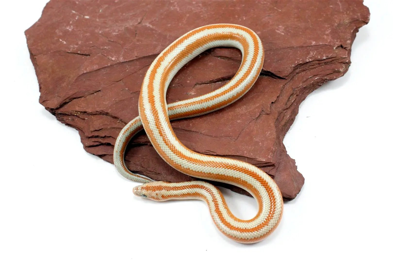 San Matias Rosy Boa All Reptiles