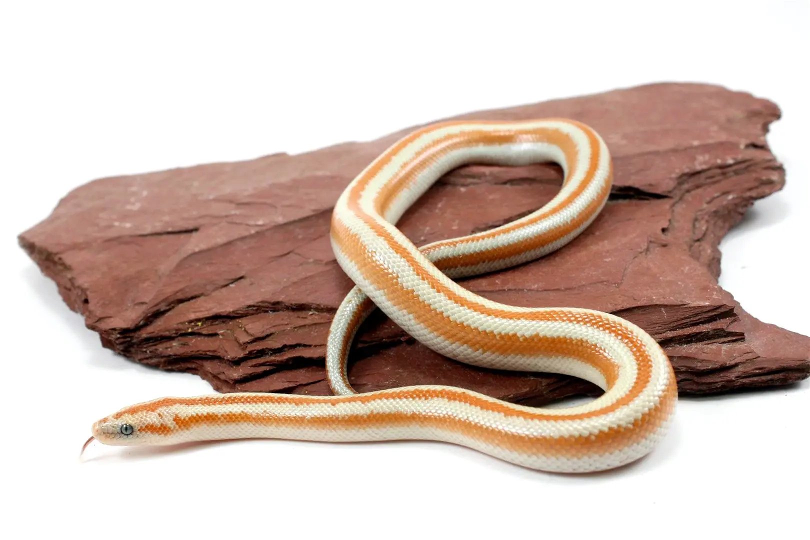 San Matias Rosy Boa All Reptiles