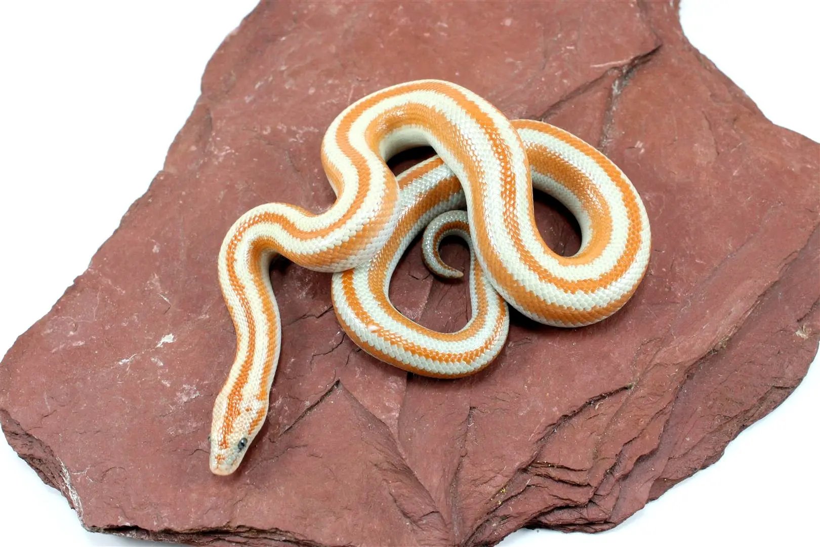 San Matias Rosy Boa All Reptiles
