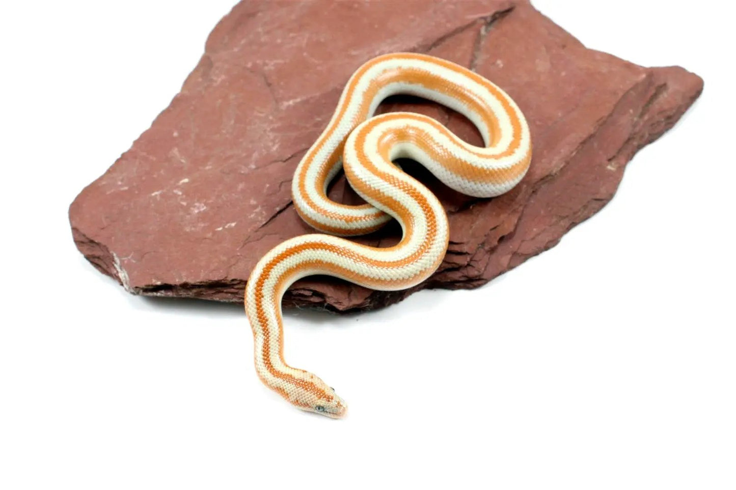 San Matias Rosy Boa All Reptiles