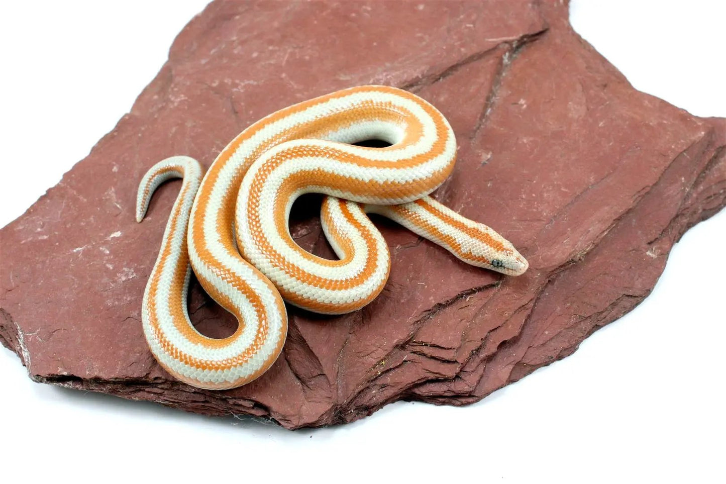 San Matias Rosy Boa All Reptiles