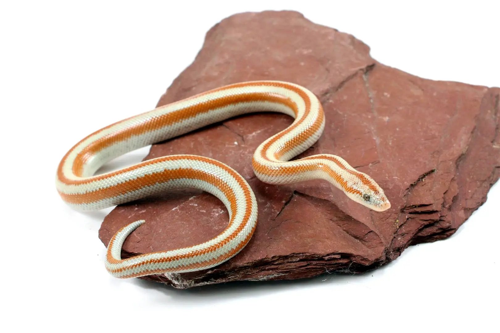 San Matias Rosy Boa All Reptiles
