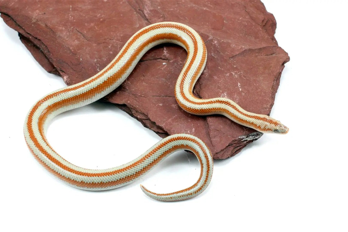 San Matias Rosy Boa All Reptiles