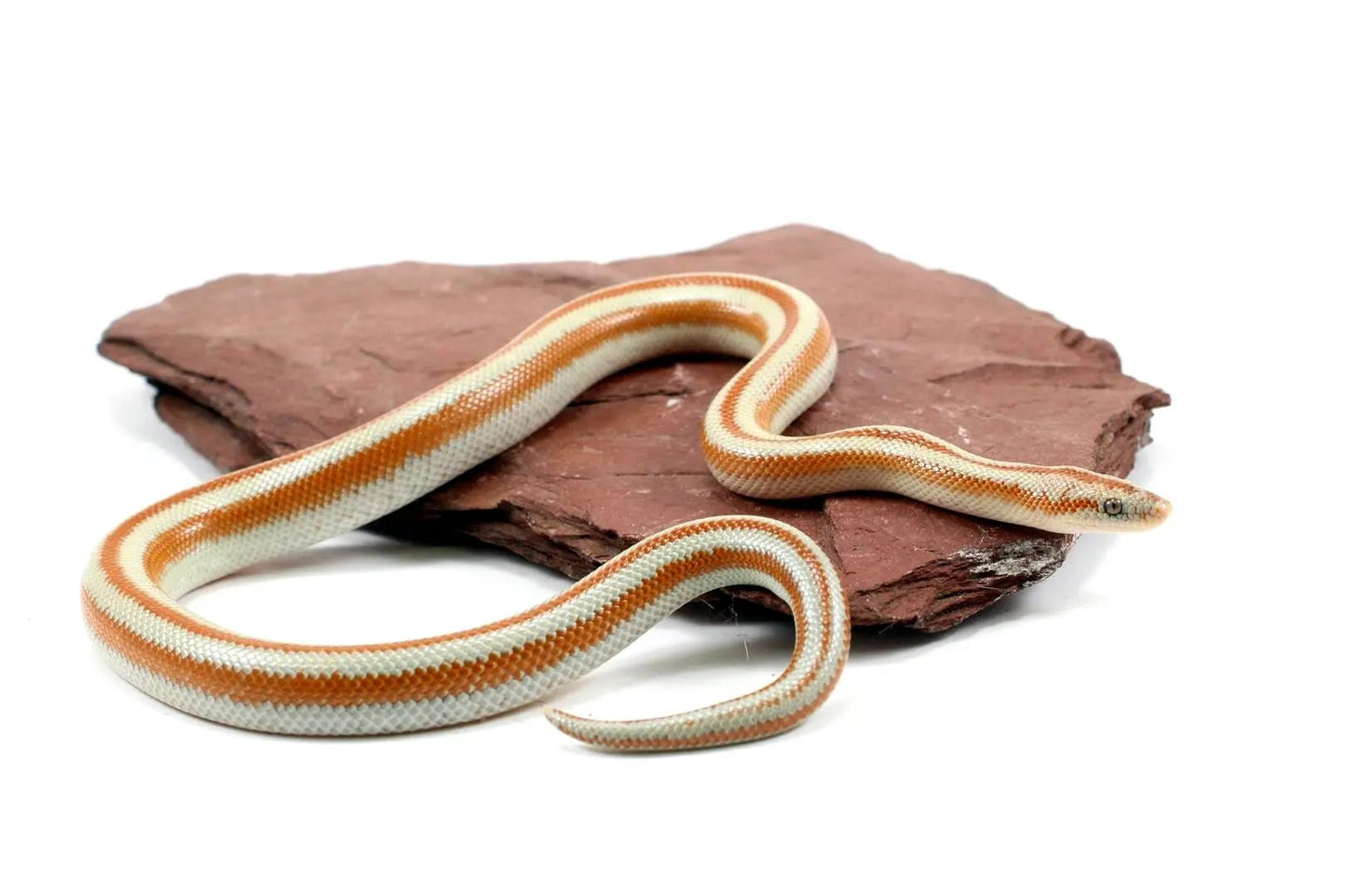 San Matias Rosy Boa All Reptiles