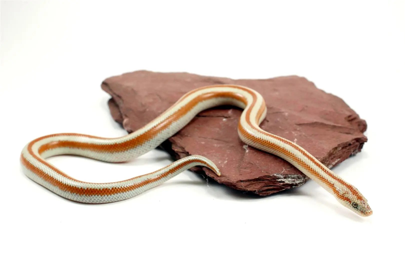 San Matias Rosy Boa All Reptiles