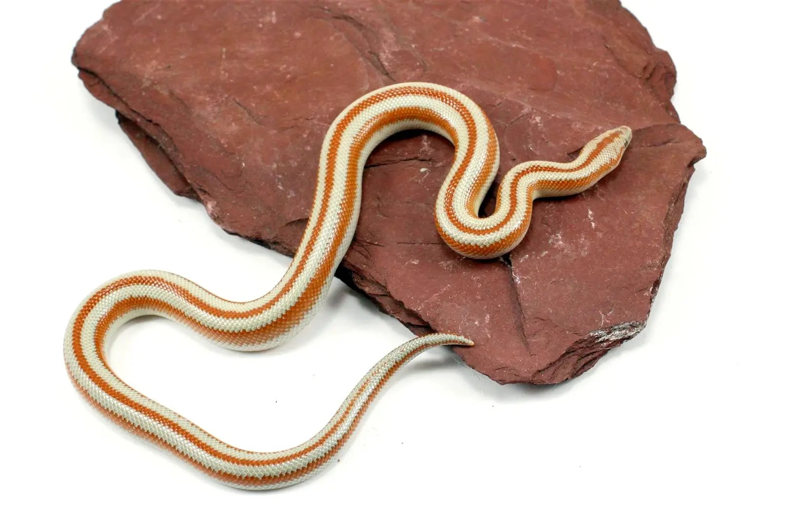 San Matias Rosy Boa All Reptiles