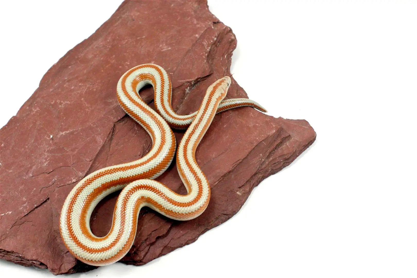 San Matias Rosy Boa All Reptiles