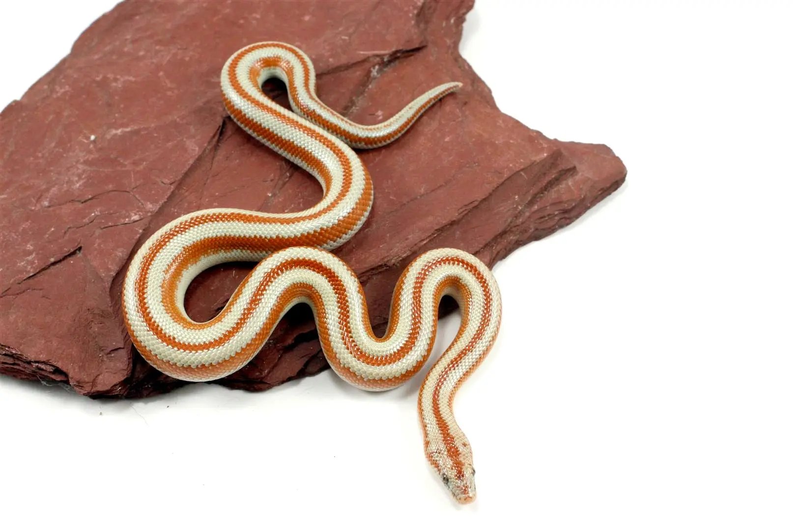 San Matias Rosy Boa All Reptiles