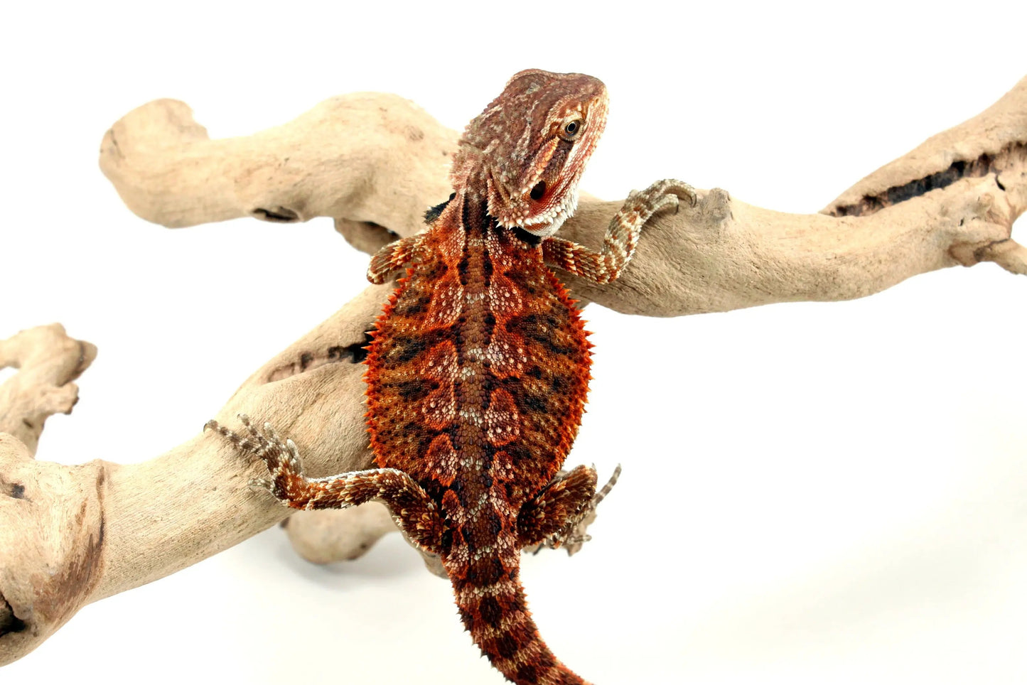 Super Red Bearded Dragon