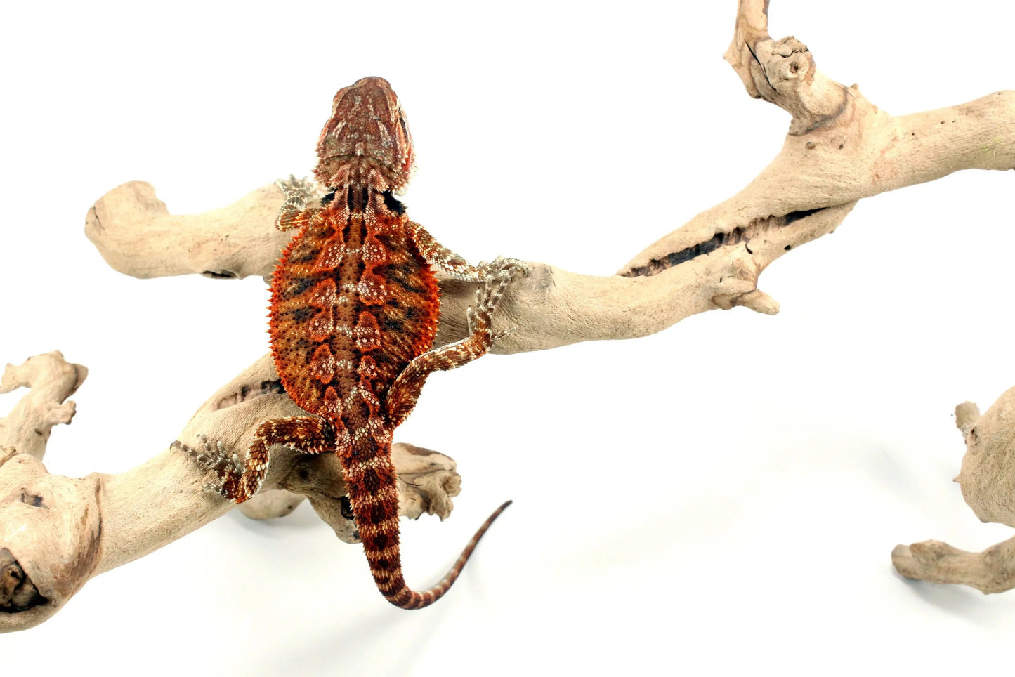 Super Red Bearded Dragon