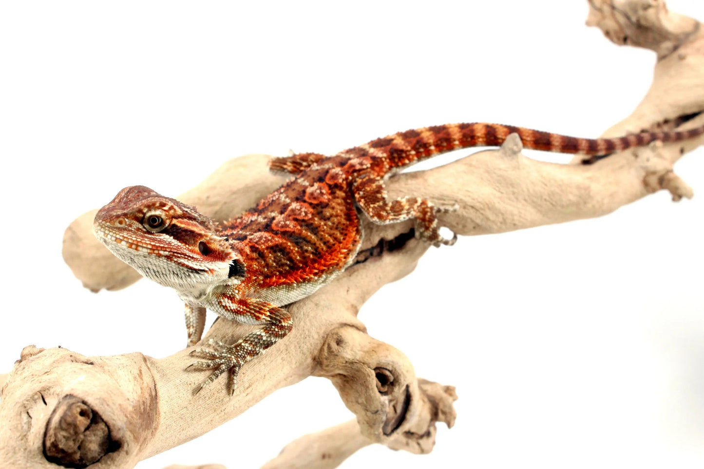 Super Red Bearded Dragon