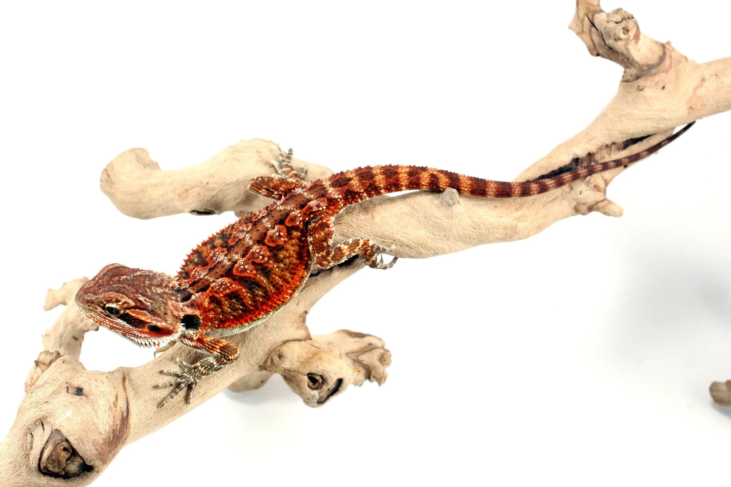 Super Red Bearded Dragon