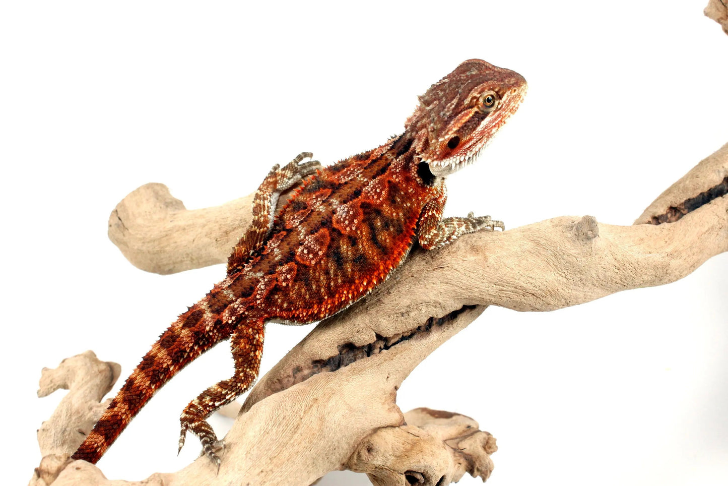 Super Red Bearded Dragon