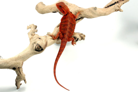 Hypo Translucent Super Red Bearded Dragon - All Reptiles