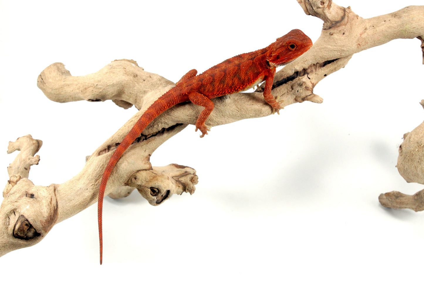 Hypo Translucent Super Red Bearded Dragon - All Reptiles