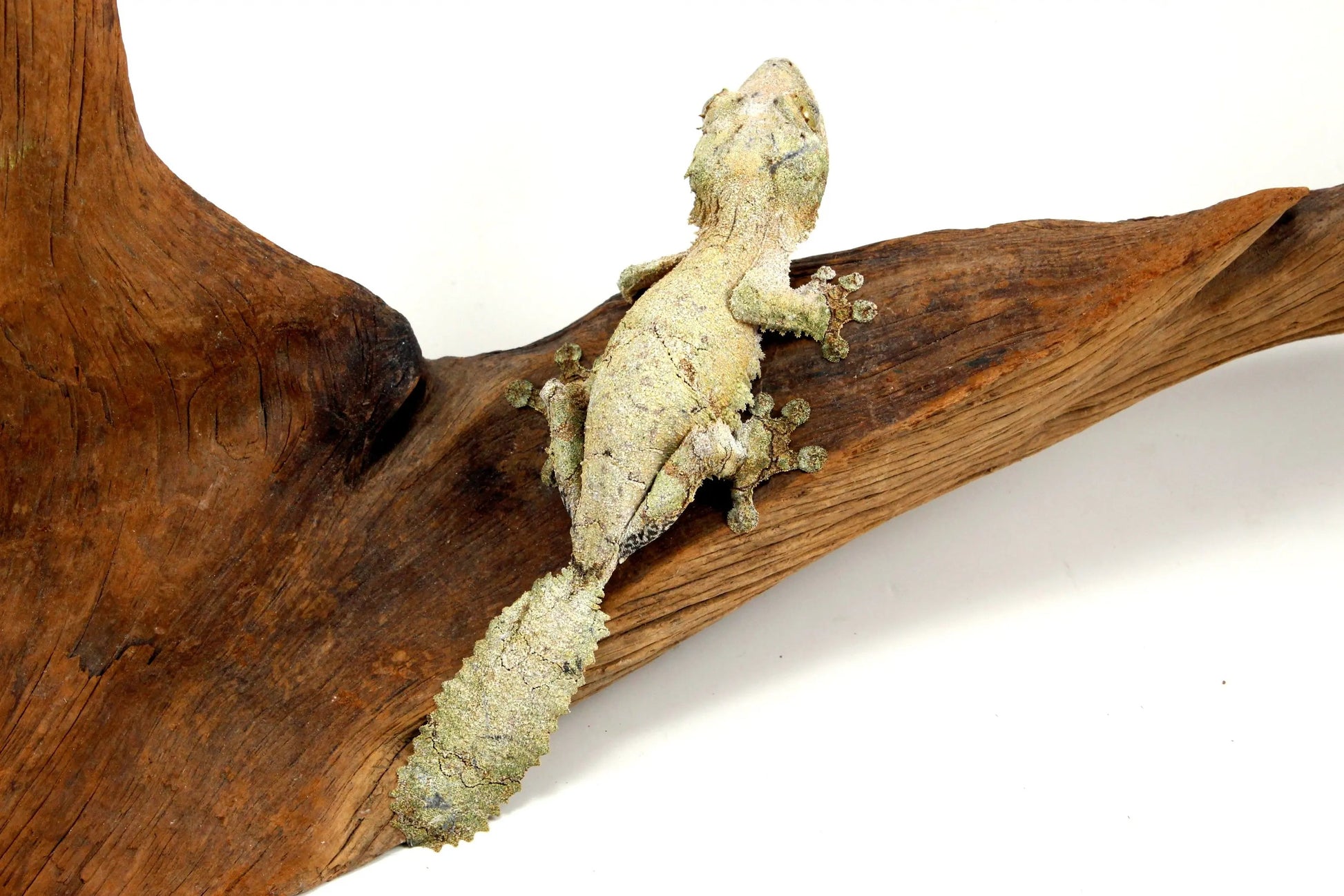 Mossy Leaf Tail Gecko - All Reptiles