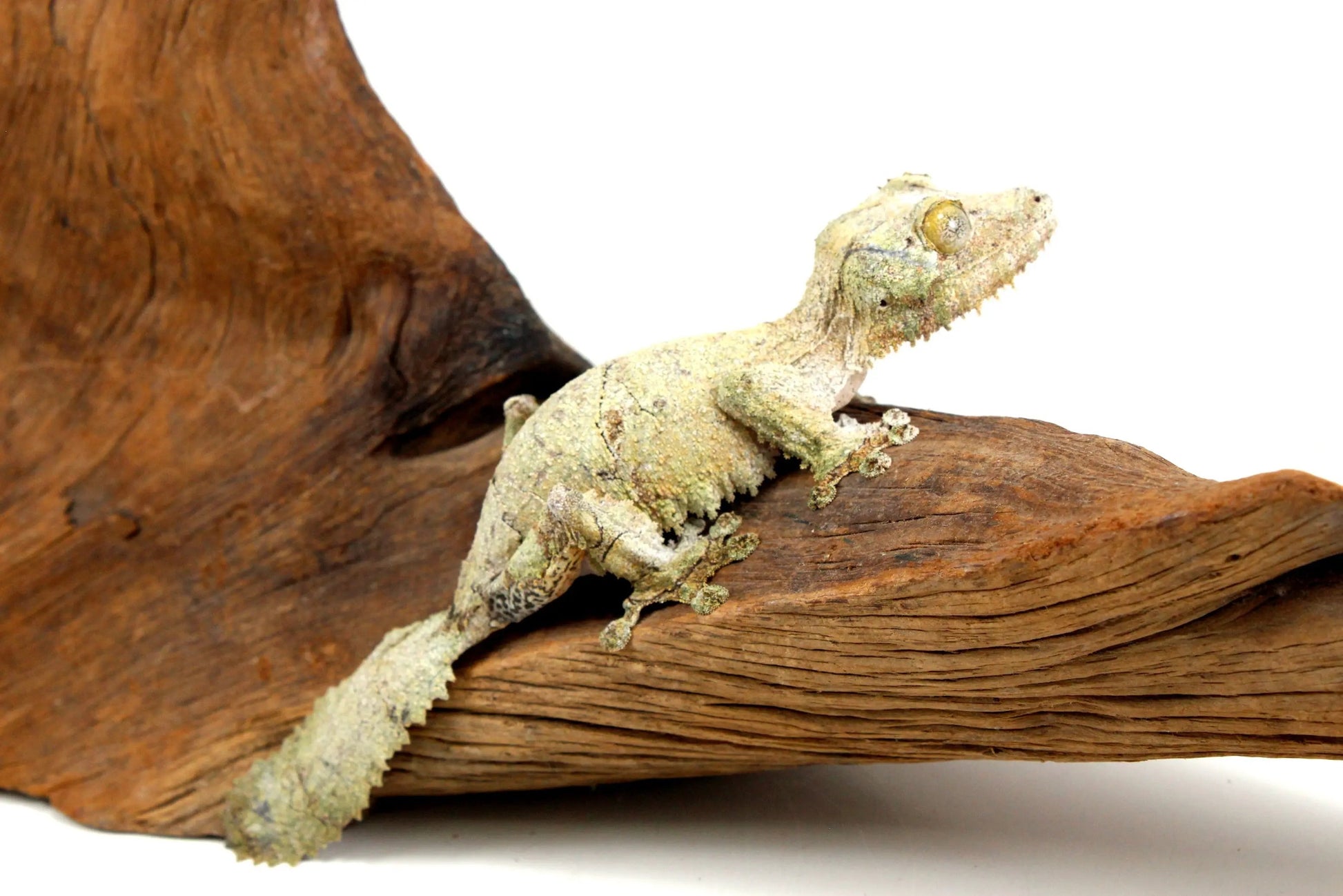 Mossy Leaf Tail Gecko - All Reptiles