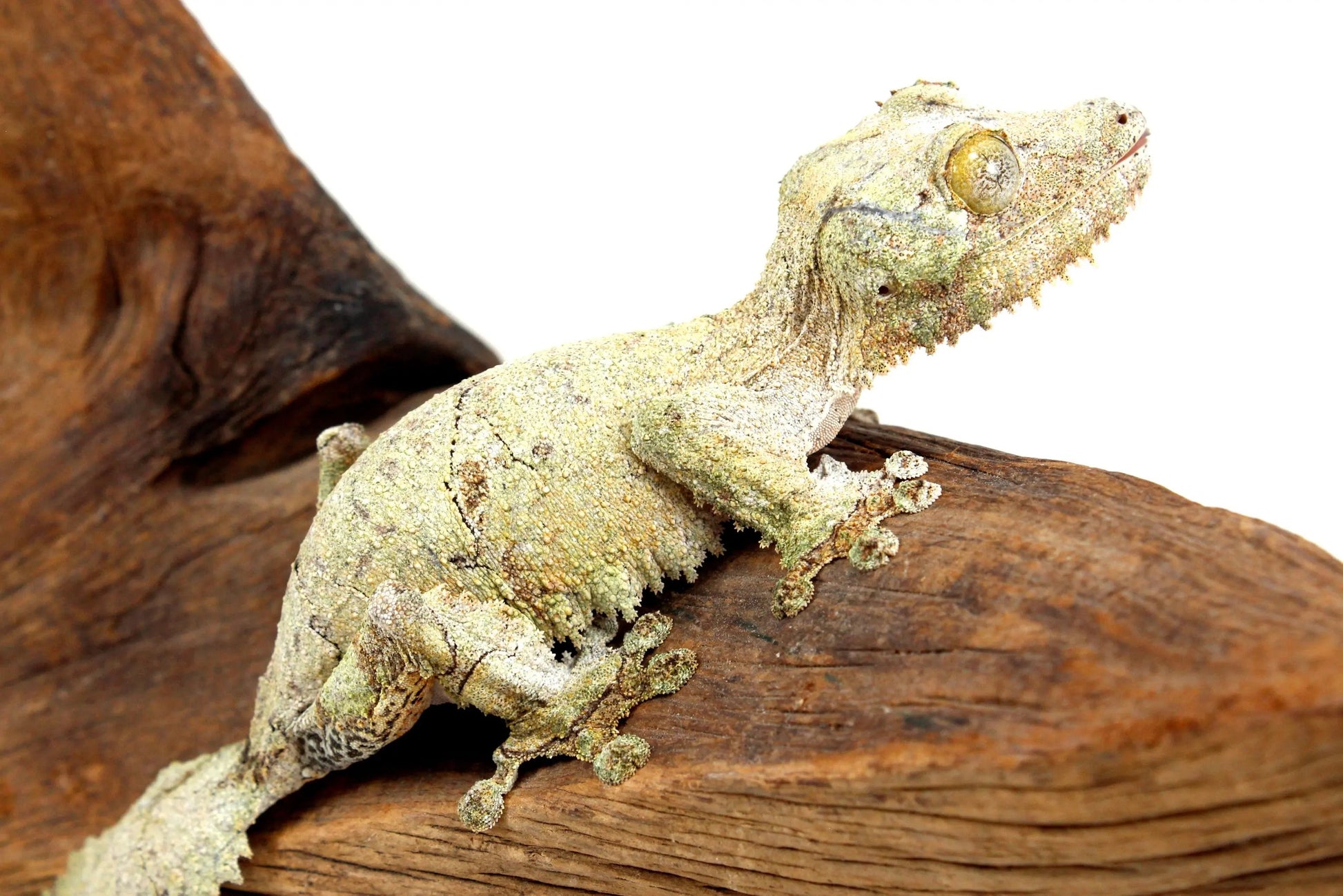 Mossy Leaf Tail Gecko - All Reptiles