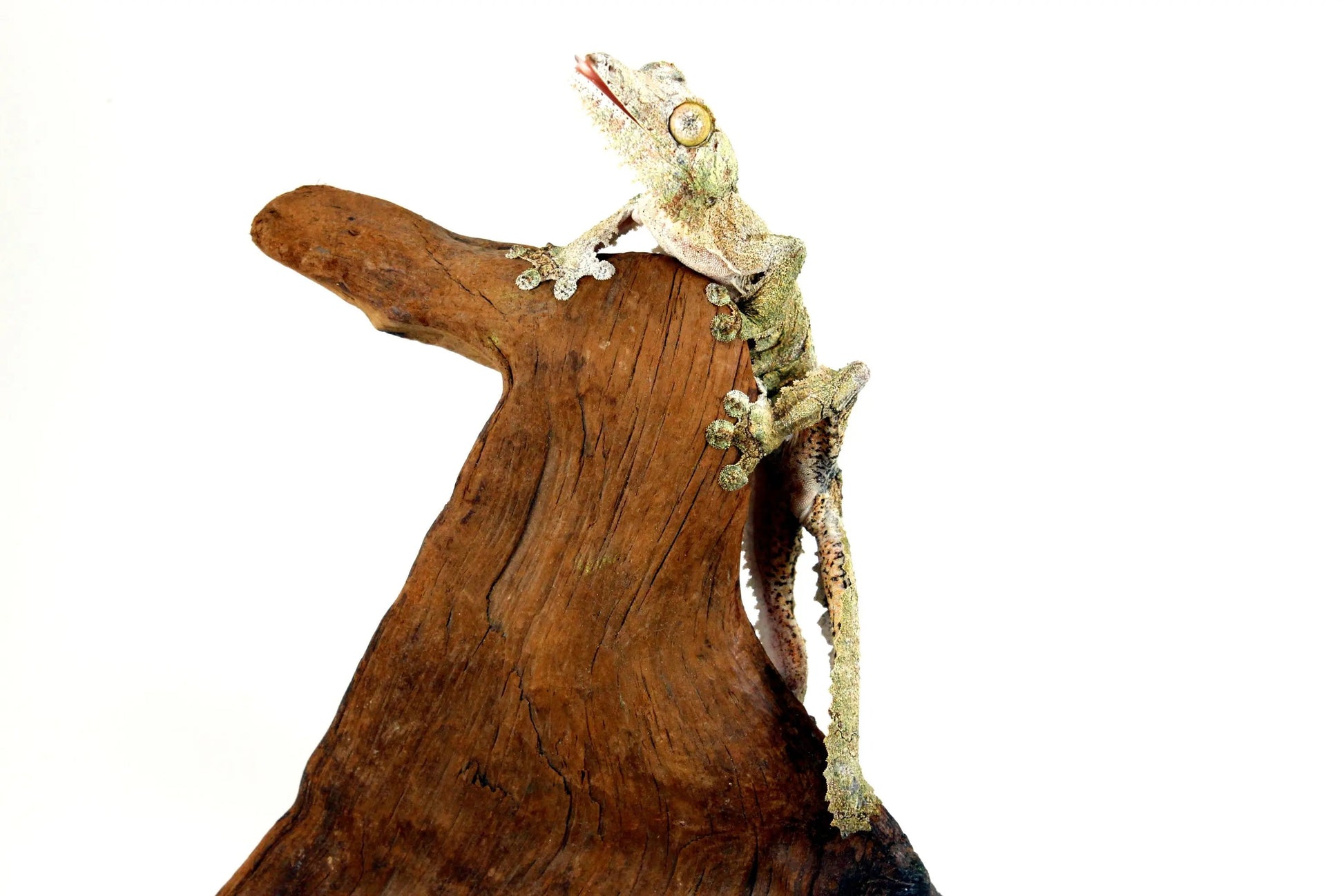 Mossy Leaf Tail Gecko - All Reptiles