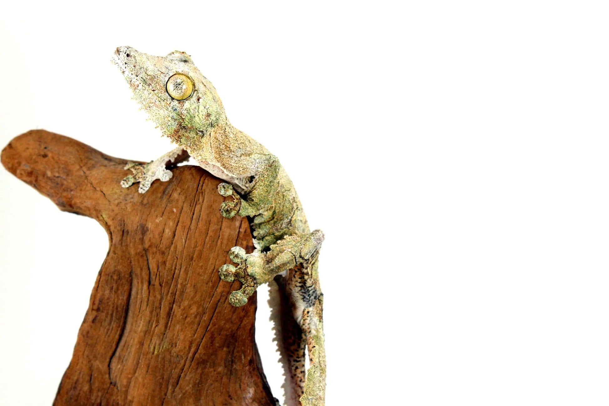 Mossy Leaf Tail Gecko - All Reptiles