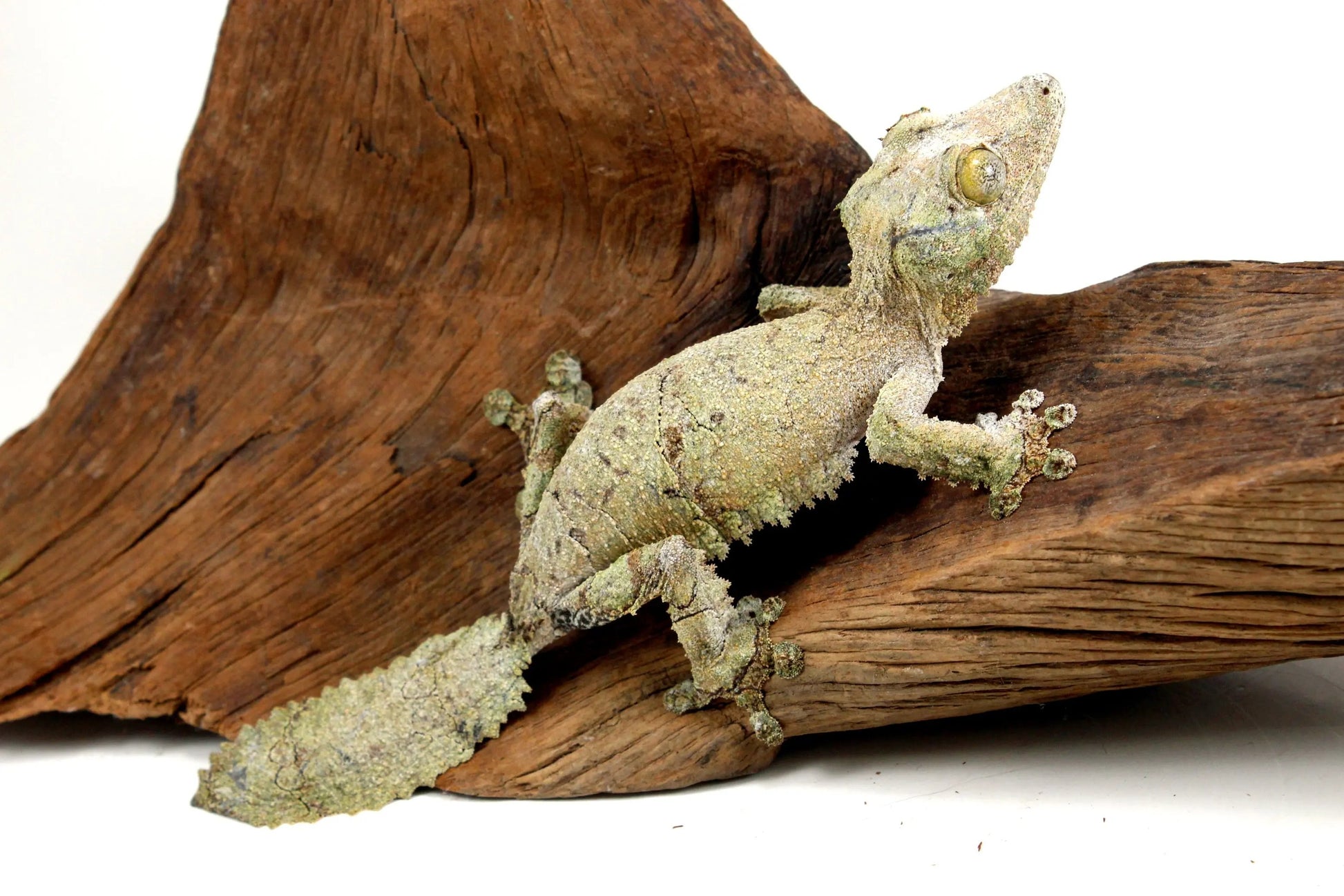 Mossy Leaf Tail Gecko - All Reptiles