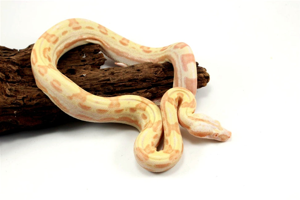 Sunglow Motley Colombian Boa het Anery All Reptiles