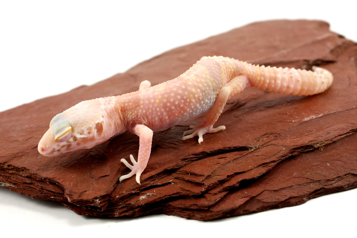 Albino Mack Snow Leopard Gecko All Reptiles