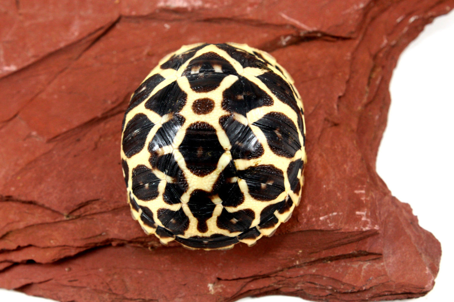 Indian Star Tortoise All Reptiles