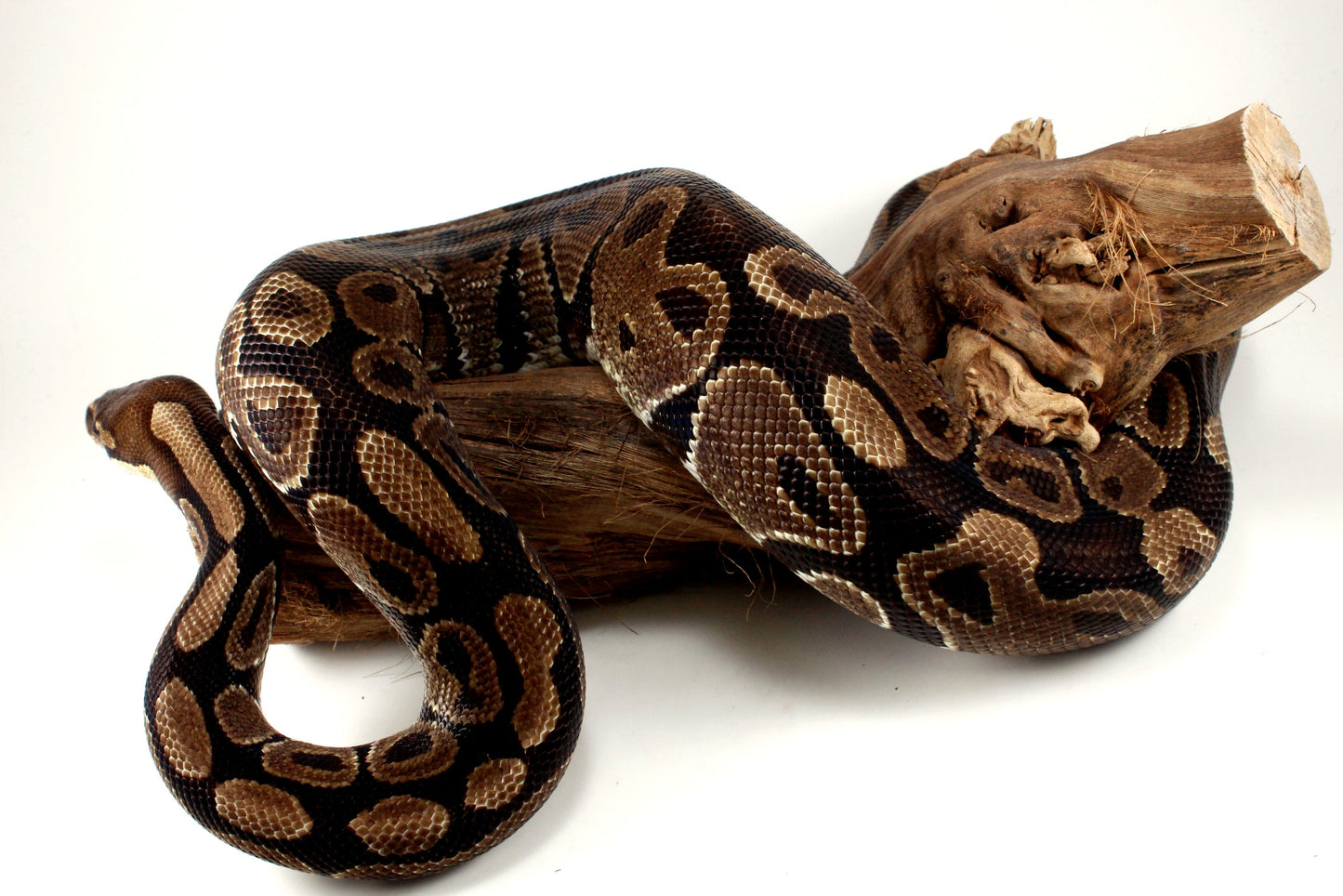 Classic Adult Ball Python All Reptiles