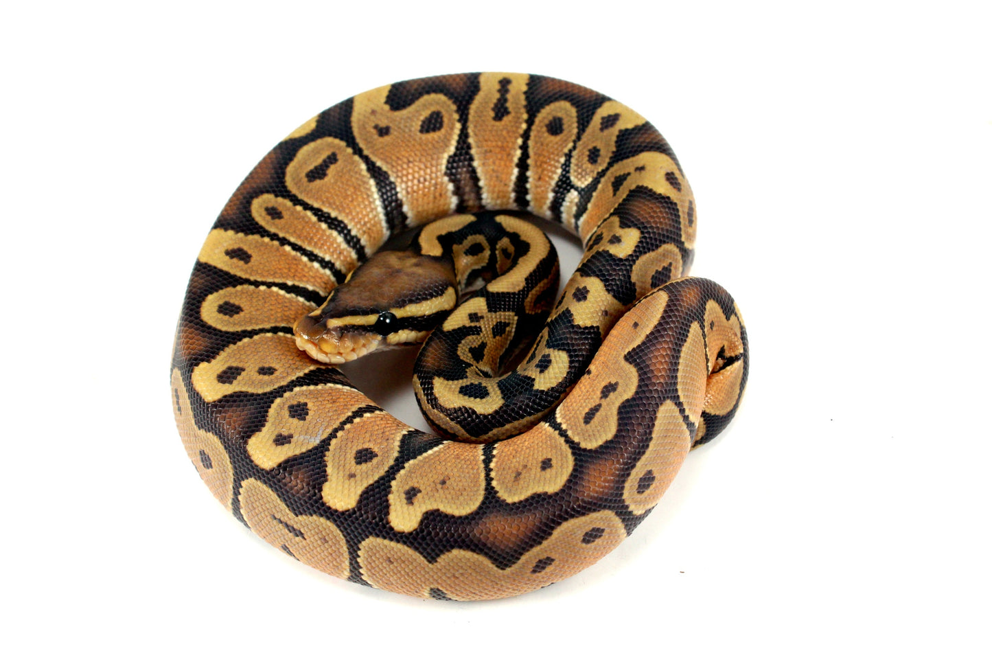 Hypo Ball Python All Reptiles