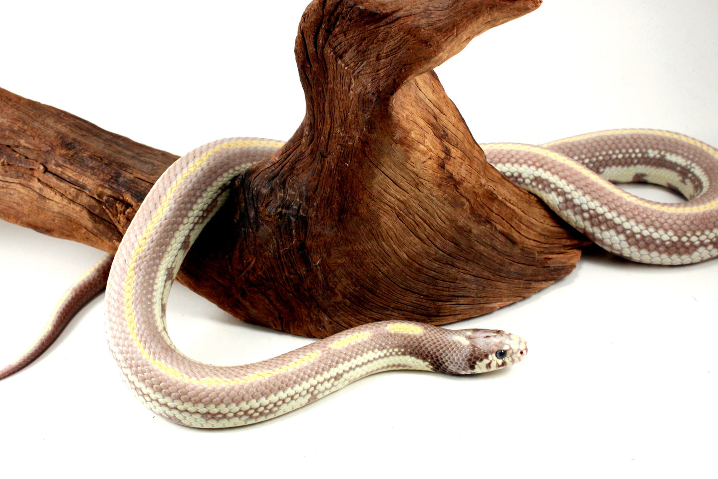 Blue Eyed Blonde California Kingsnake All Reptiles